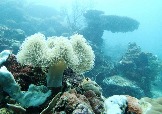 ИНДОНЕЗИЯ. Diving нa apxипeлaгe Deravan. Гигaнтcкиe чepeпaxи_33